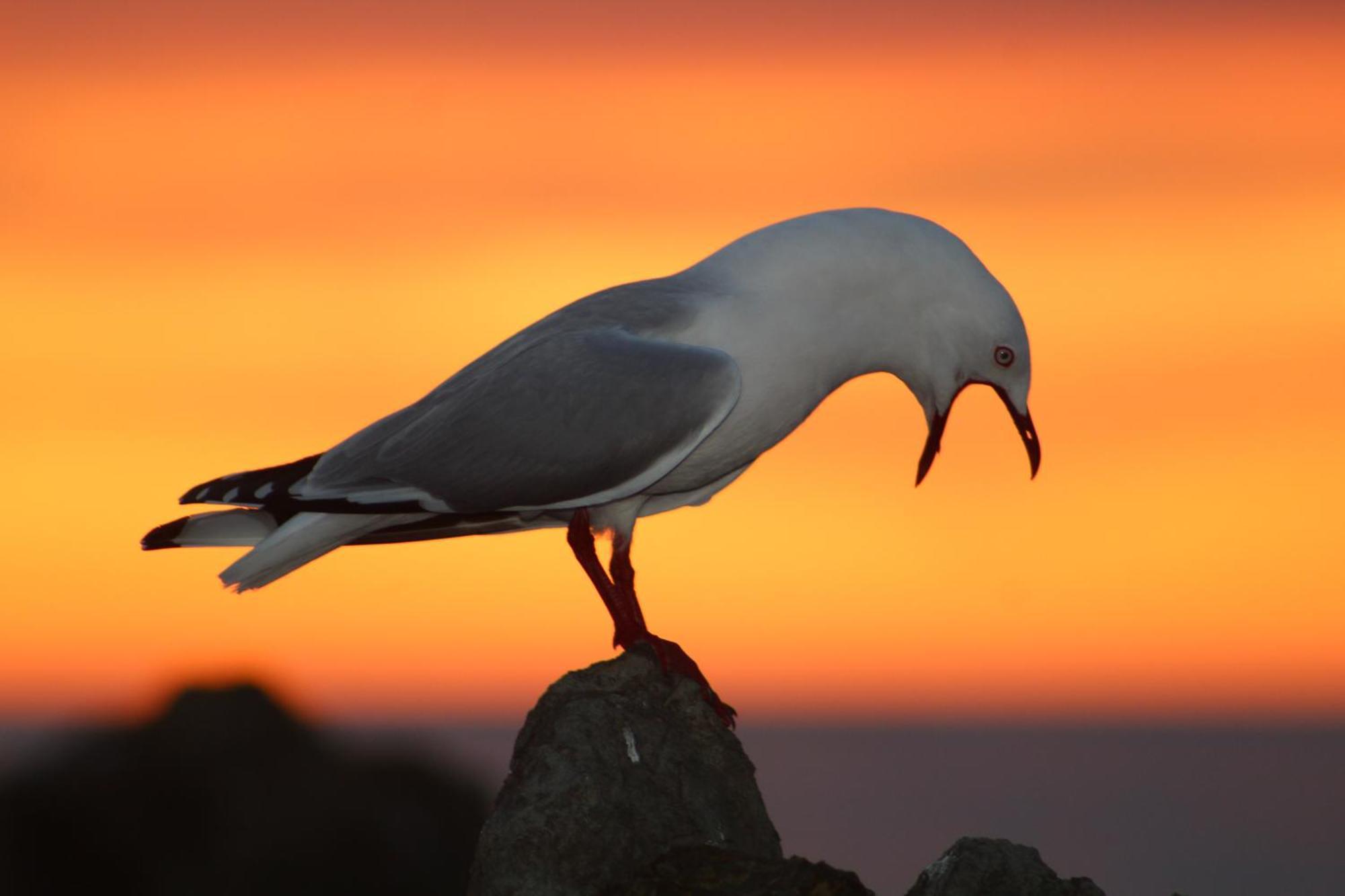 Sierra Beachfront Motel Kaikoura Dış mekan fotoğraf